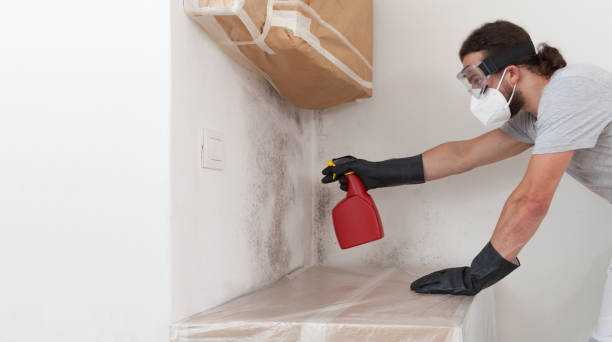 Professional Attic Mold Removal technician working in Naples, TX