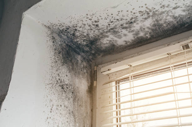 Affordable Attic Mold Removal solutions in Naples, TX