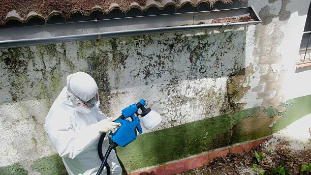 Top rated local Attic Mold Removal specialists in Naples, TX